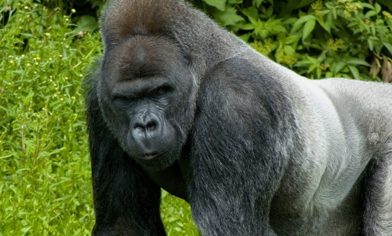 As mesmas mutações genéticas por trás dos pequenos pênis dos gorilas podem prejudicar a fertilidade nos homens