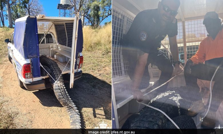 Crocodilo comedor de cachorro que aterrorizou uma vila australiana, matou e cozinhou para o banquete
