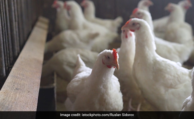OMS confirma primeira morte humana por gripe aviária no México