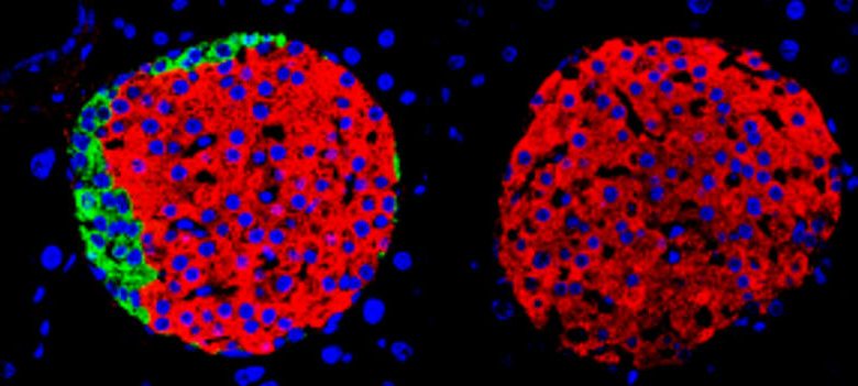 Ilhotas pancreáticas de camundongos adultos. À esquerda, ilhota composta de diferentes tipos