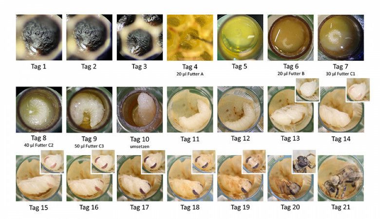 Desenvolvimento de abelhas em laboratório. As larvas receberam pesticidas no