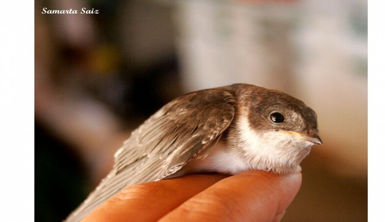 A ave de rapina comum ( Delichon urbicum ) é uma das espécies em que o pesquisador