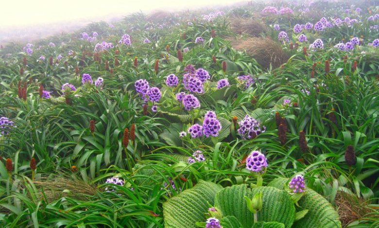 Pleurophyllum speciosum é uma flor silvestre herbácea com flores roxas brilhantes que