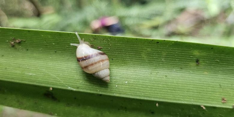 Caracol Partula tohiveana não marcado nascido na natureza observado na natureza, o que significa