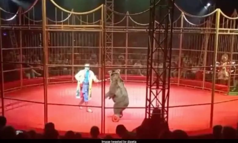 Urso bravo ataca treinador de circo diante de plateia horrorizada na Rússia