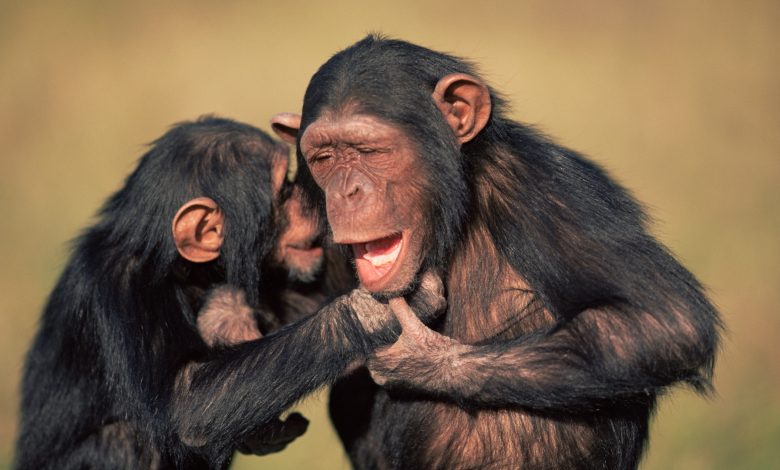 An orphaned female chimpanzee holds a male's hand and smiles showing their bottom teeth