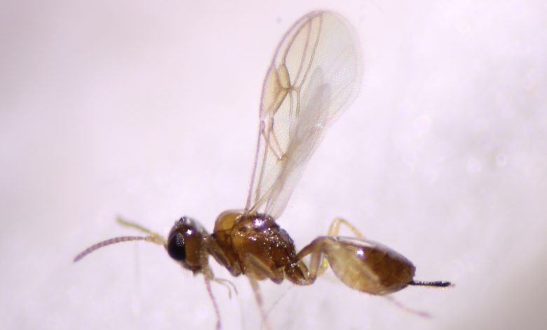 Vespa parasitoide adulta.