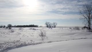 Uma vista de uma paisagem nevada com algumas árvores nuas