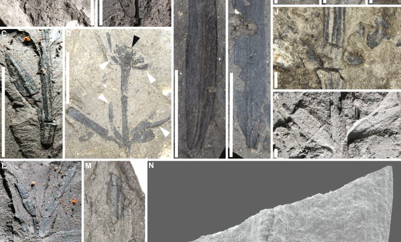 Colagem de imagens de fósseis de plantas de 53 milhões de anos descobertos na Tasmânia.