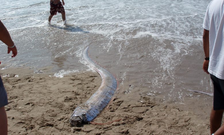 um peixe-remo encalhado na costa de uma praia com três pessoas ao redor dele