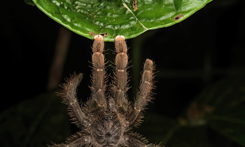 A tarântula Avicularia hirschii escapa das formigas-correição pendurada em uma folha.