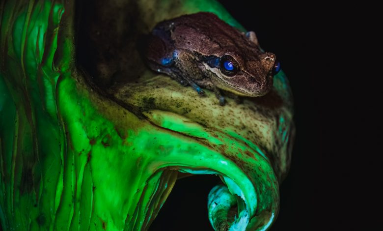 Sapo biofluorescente em cima de um cogumelo bioluminescente brilhante.