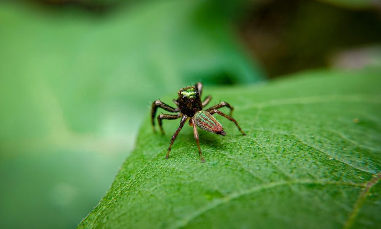 Pequena aranha verde-esmeralda em uma folha.