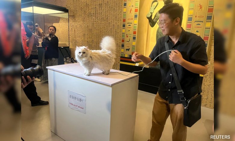 'Noite do miado' do Museu de Xangai atrai multidões com relíquias de gatos do antigo Egito