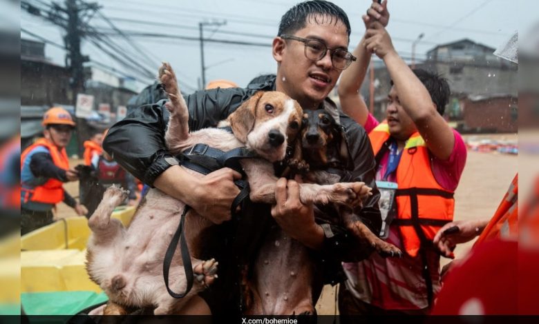 Tufão Gaemi deixa para trás imagens de partir o coração de animais de estimação abandonados para morrer