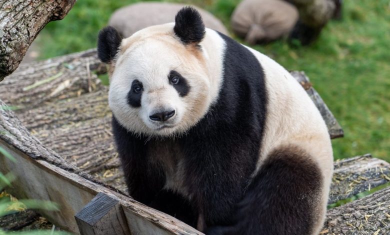 Zoológico da Finlândia devolverá 2 pandas à China porque são muito caros