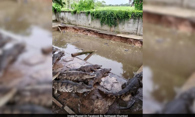 “Decisão mais difícil”: agricultor tailandês forçado a matar mais de 100 crocodilos