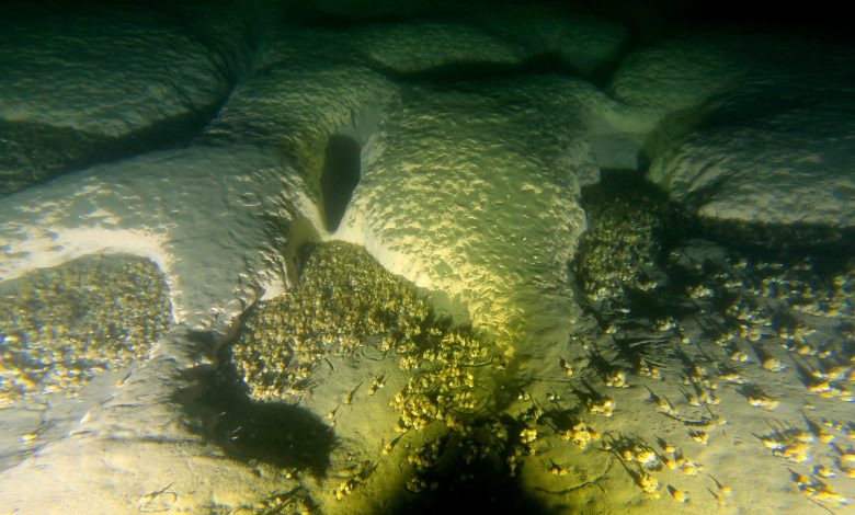 Uma fotografia subaquática do leito do lago dentro de um dos estranhos buracos circulares descobertos no fundo do Lago Michigan. O leito do lago é irregular e coberto de criaturinhas.