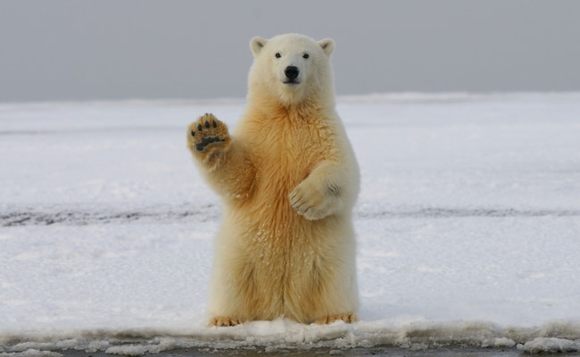 Urso polar aparece na Islândia pela primeira vez em 8 anos e é morto a tiros pela polícia