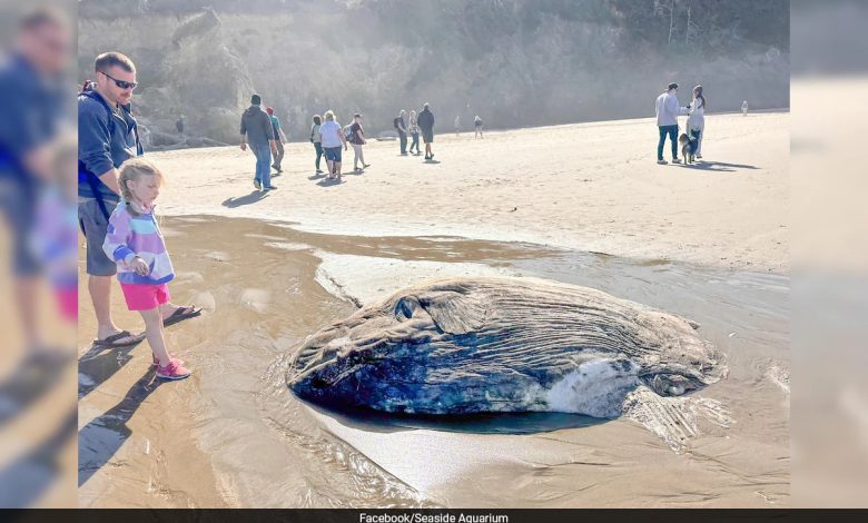 "Um rebuliço": Peixe estranho com características alienígenas encontrado em praia dos EUA