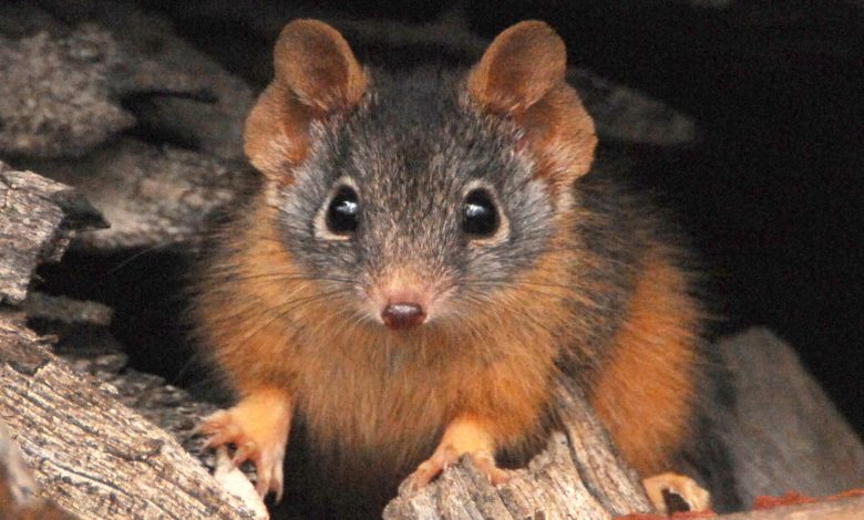 Antechinus: Os pequenos marsupiais onde os machos fazem sexo até morrerem — então as fêmeas comem seus cadáveres