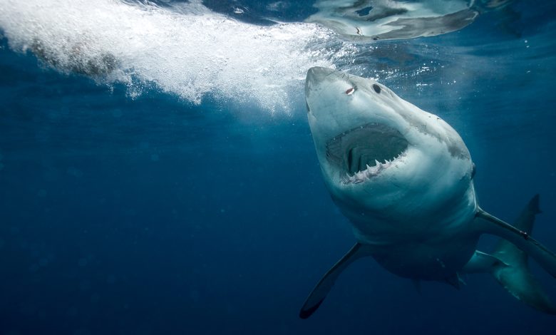 Grande tubarão branco com mandíbulas abertas se move em direção à superfície do oceano.