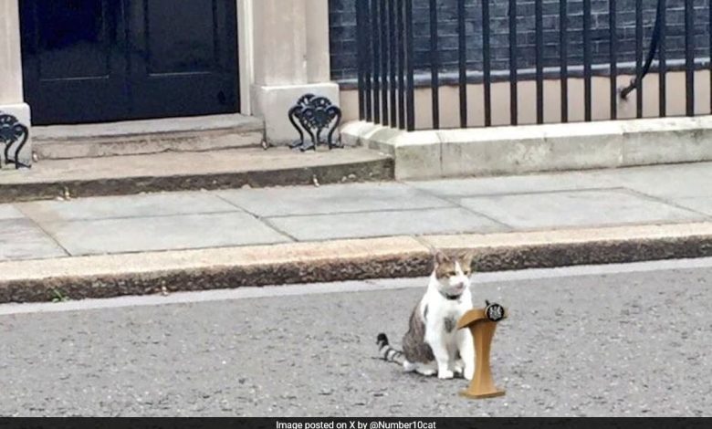 Larry, o gato de Downing Street 10 no Reino Unido, ganha um rival 'russo' 'JoJo'