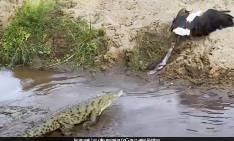 Assista: Confronto dramático entre águias e crocodilos no Parque Nacional da África do Sul