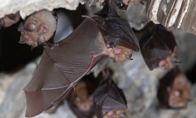 Vários morcegos, incluindo um com um filhote de morcego aninhado em sua asa, estão pendurados de cabeça para baixo em uma caverna.