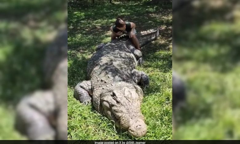 Conheça o crocodilo mais velho do mundo, Henry, que tem 6 esposas e 10.000 bebês