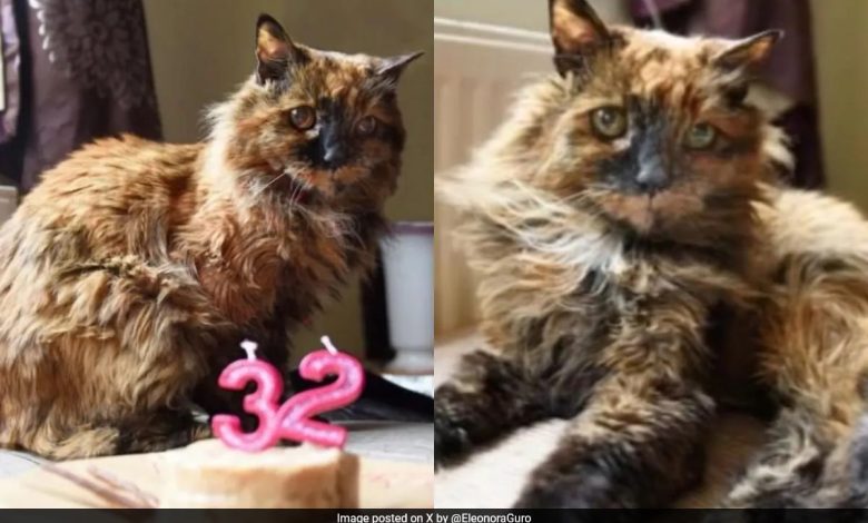 Rosie, a gata mais velha do mundo, morre aos 33 anos