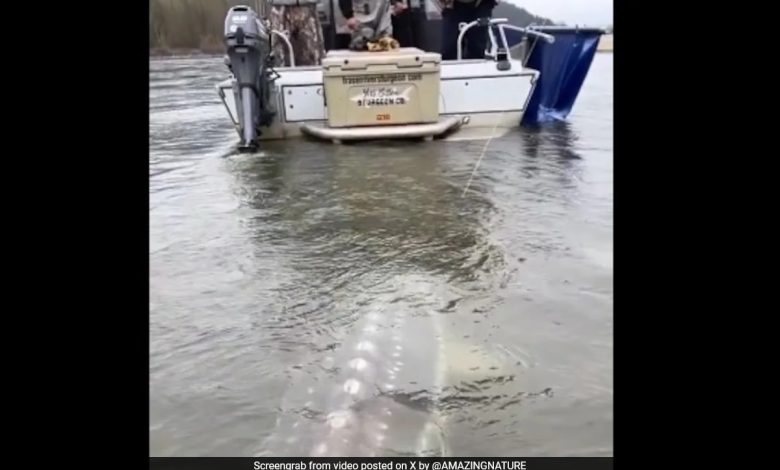 Internet atordoada por peixes gigantes parecidos com crocodilos em vídeo viral