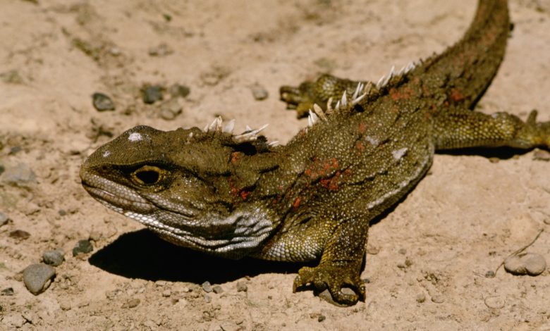 Um animal parecido com um lagarto verde-oliva e marrom na areia