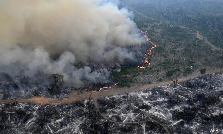 Floresta Amazônica Perde Área do Tamanho da Alemanha e França Devido ao Desmatamento