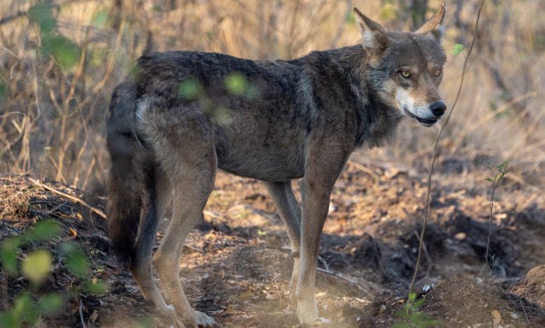 'Basta um predador aprender que crianças são presas mais fáceis': por que os ataques de 'lobos' na Índia podem não ser o que parecem