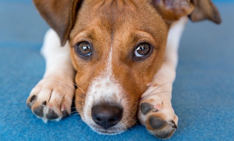 Por que as patas dos cães têm cheiro de Fritos?