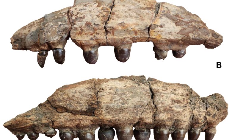 Dentes fossilizados presos a parte de um osso maxilar.