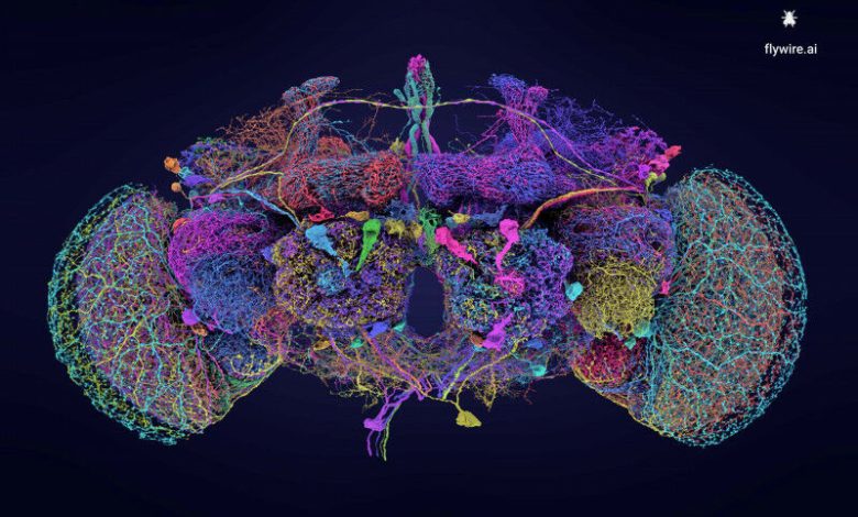 O diagrama do circuito do sistema nervoso da mosca da fruta Drosophila melanogast