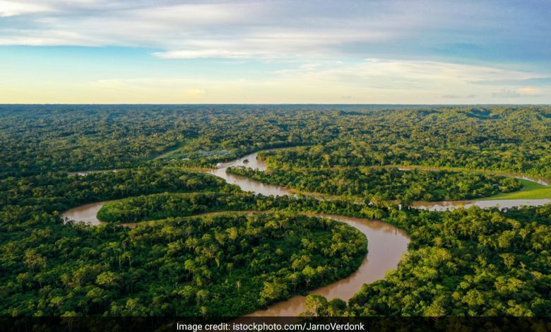 “Nossos territórios não estão à venda”: ​​grupos indígenas no Brasil sobre créditos de carbono