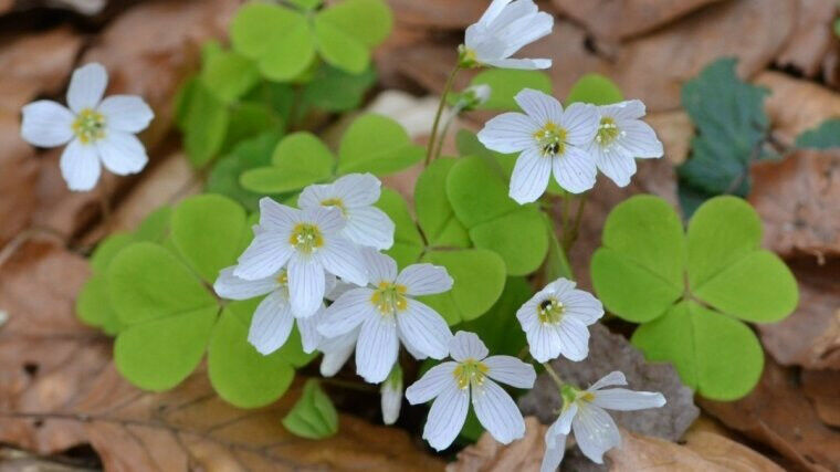 A azedinha comum (Oxalis acetosella) migra para oeste a uma velocidade de cerca de