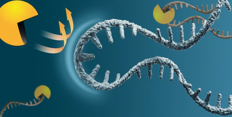 O RNA mensageiro (azul) está protegido contra degradação (amarelo). © MPIMOPH