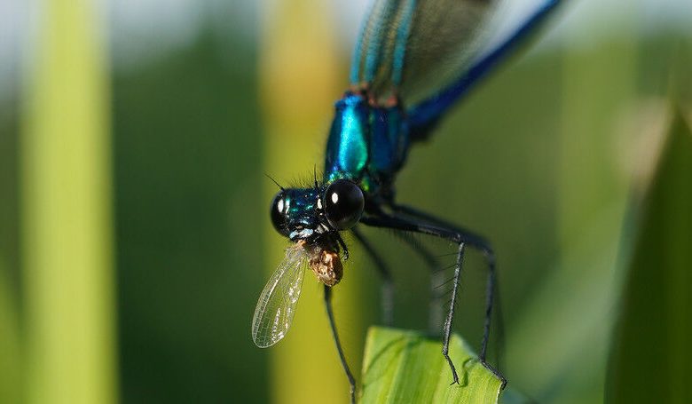 Demoiselle com faixas, macho (latim Calopteryx splendens, demo com faixas inglesas