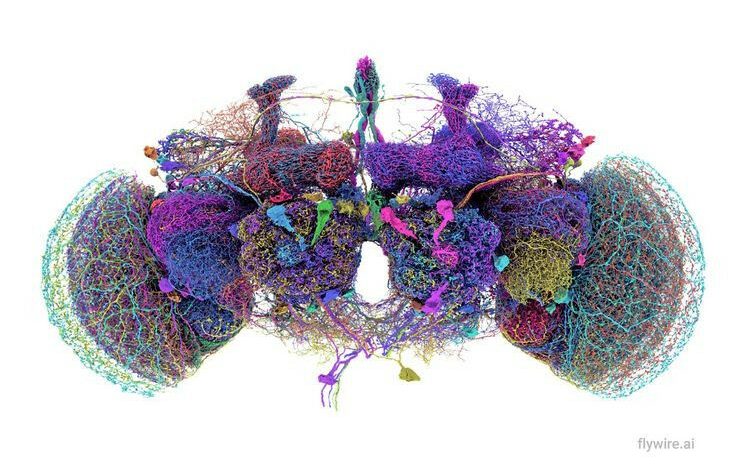 A reconstrução dos 50 maiores neurônios do conectoma no cérebro da mosca.