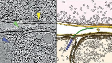 Fig. 1: Tomograma crioeletrônico (esquerda) e visualização 3D (direita) do on-boa