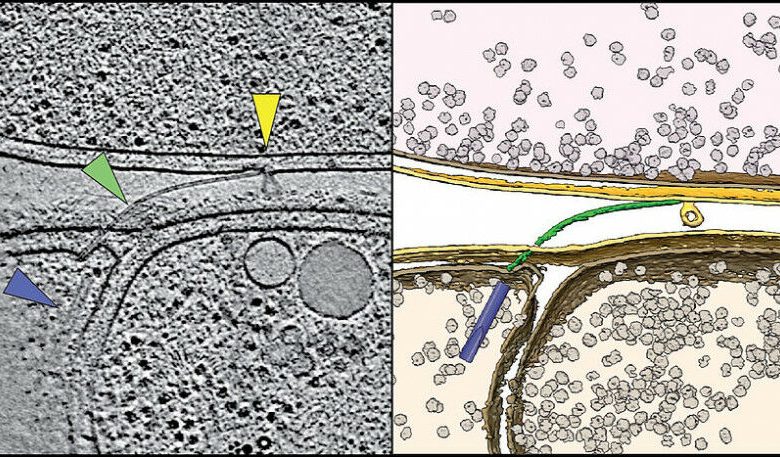 Fig. 1: Tomograma crioeletrônico (esquerda) e visualização 3D (direita) do on-boa