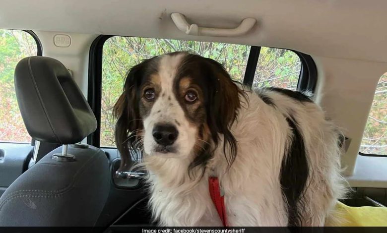 'Verdadeiro herói': cachorro salva dono ferido, 84, ao levar policial até sua casa nos EUA