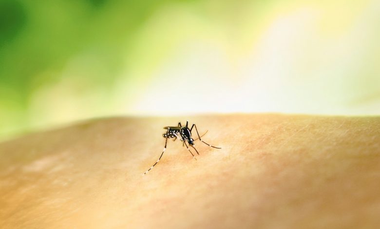 Homem dos EUA morre de vírus de mosquito raro capturado no quintal, casos aumentando