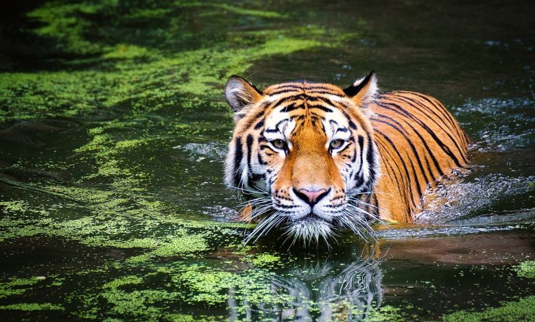 47 tigres morrem em zoológicos do Vietnã devido ao vírus da gripe aviária H5N1: relatório