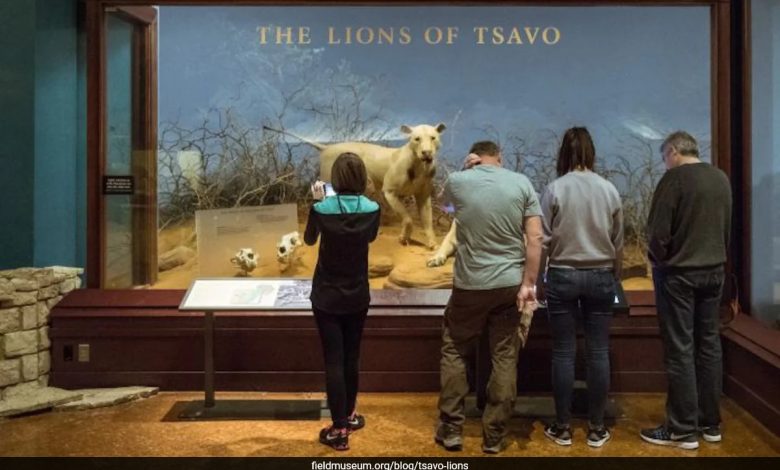 Comedores de homens de Tsavo: dentes de leão centenários revelam novos detalhes chocantes