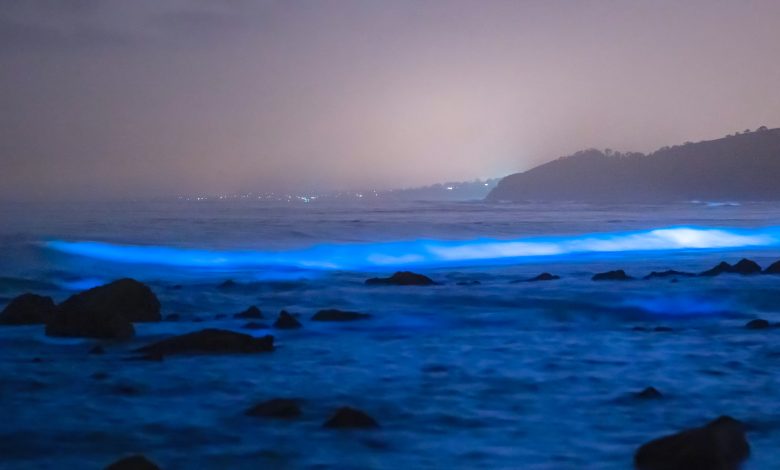 Ondas bioluminescentes na costa.